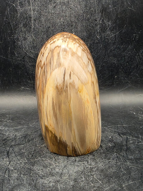Petrified wood free form! 1.5 pounds, 3.4 inches tall, 3.1" wide