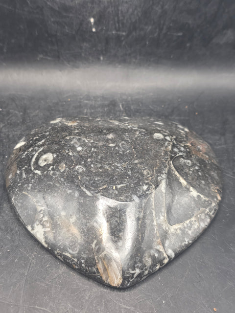 Ammonite heart fossil plate! 4.4 inches wide, 4.3 inches tall