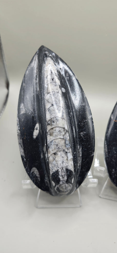 Single orthoceras nautiloids large! 6 ounces 5 inches