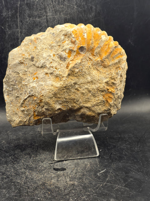 Large nautilis ammonite fossil! 1.9 pounds, 4.5 inches wide, 3.8" tall