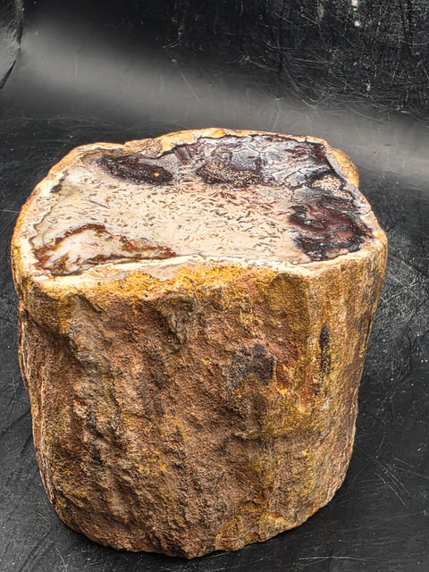 Petrified wood trunk! 1.2 pounds, 2.3 inches tall, 2.6" wide!