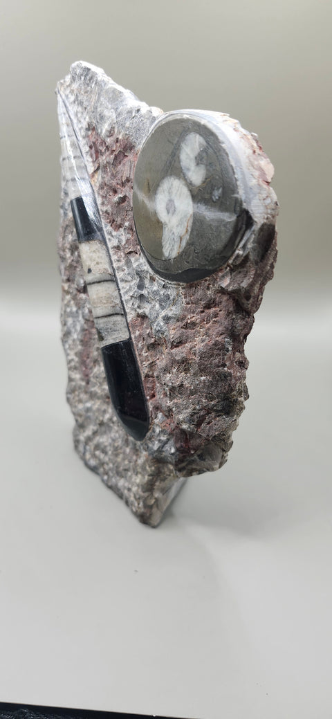 Orthoceras goinitite ammonite limestone statue! 1.7 pounds, 6.5 inches