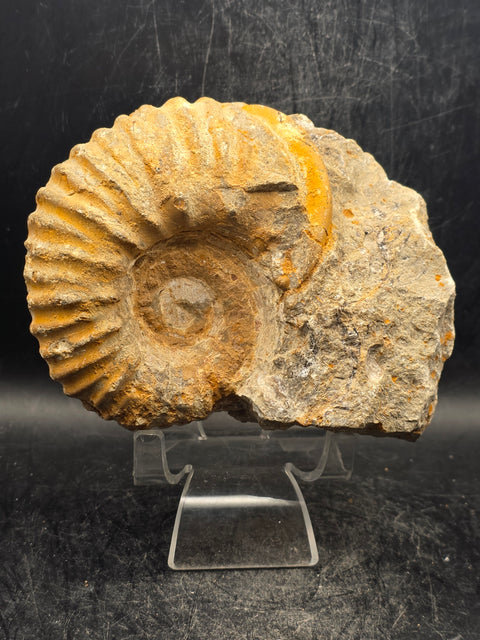 Large nautilis ammonite fossil! 1.9 pounds, 4.5 inches wide, 3.8" tall