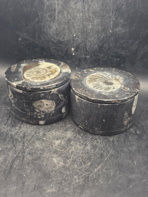 Medium round fossil box! 2.5 inches, 8.3 ounces!