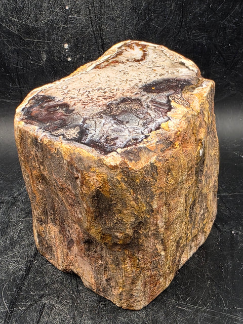 Petrified wood trunk! 1.2 pounds, 2.3 inches tall, 2.6" wide!