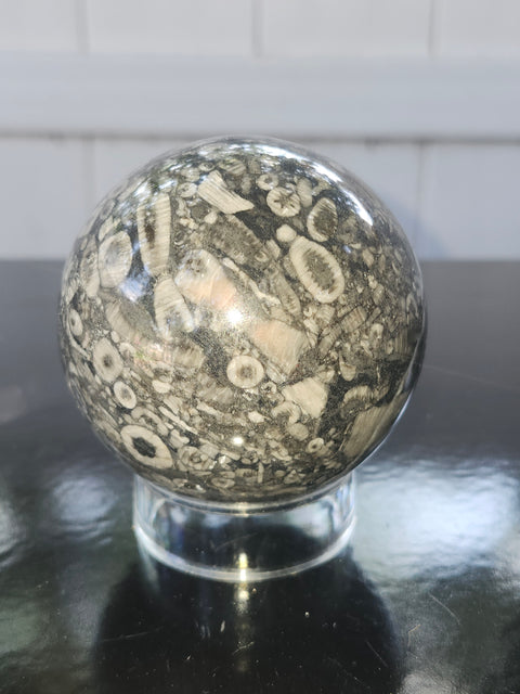 Crinoid fossil sphere! 68mm, 2.69 inches, 1 pound