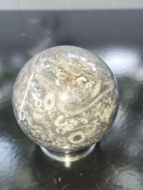 Crinoid fossil sphere! 68mm, 2.69 inches, 1 pound