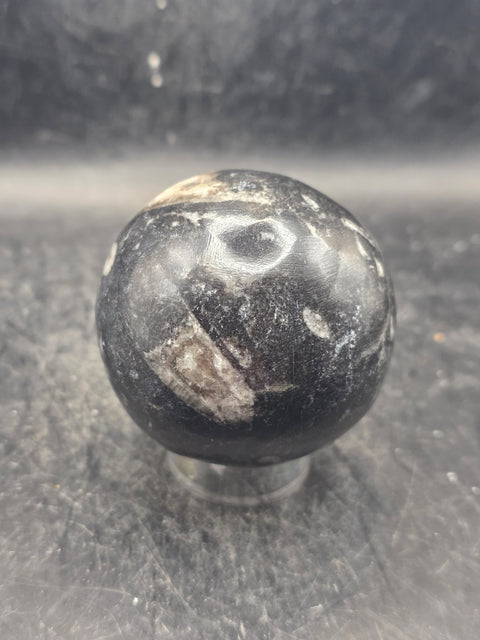 Orthoceras nautiloids sphere! 10 ounces 58.6mm, 2.3 inches wide