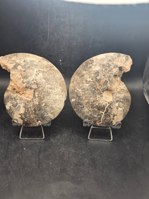 Ammonite pair/ slices! 9.2 ounces, 3.9" by 3" inches