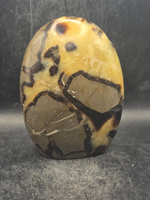 Septarian stone free form! 1.1 pounds, 4 inches tall, 3" wide