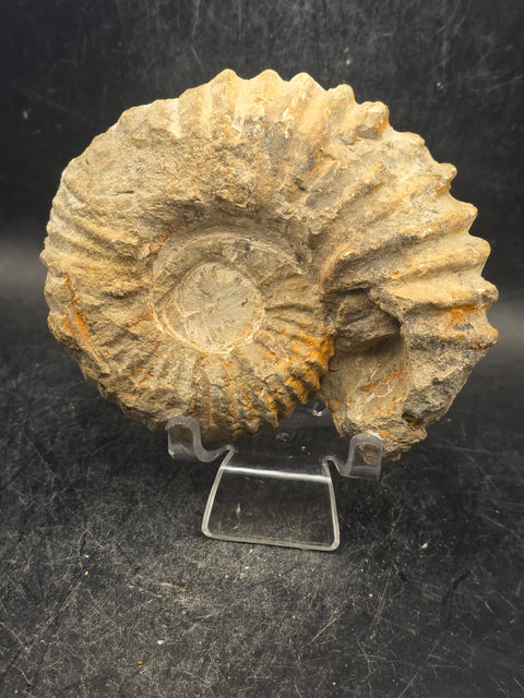 Medium nautilis ammonite fossil! 11 ounces, 3.8 inches wide, 3.2" tall