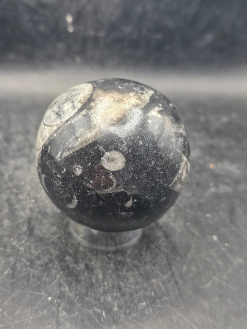 Orthoceras nautiloids sphere! 10 ounces 58.6mm, 2.3 inches wide