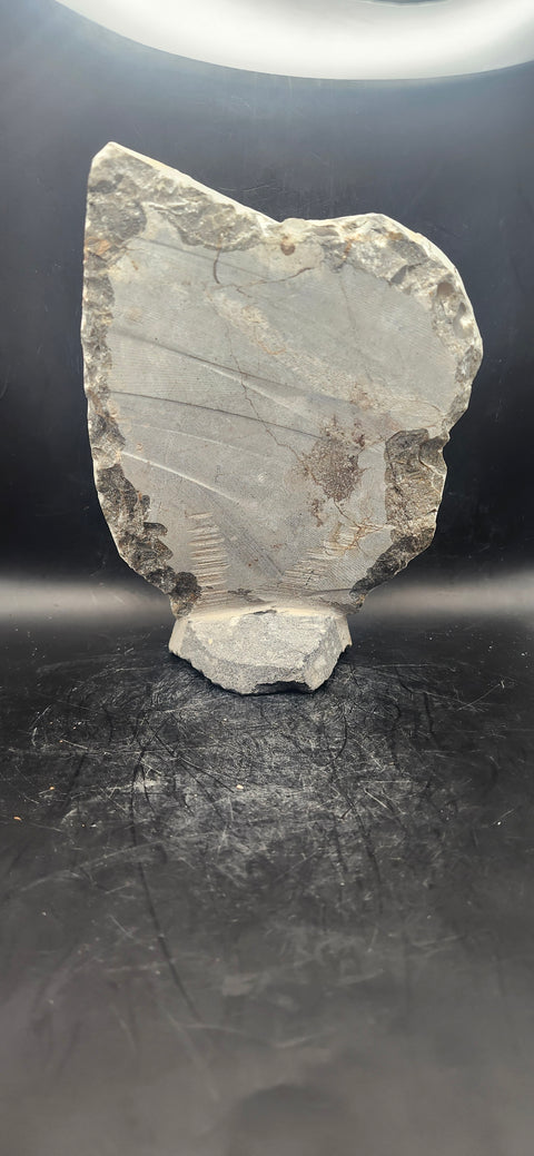 Orthoceras, ammonite statue! 1.14 pounds, 6.7 inches tall, 5" wide