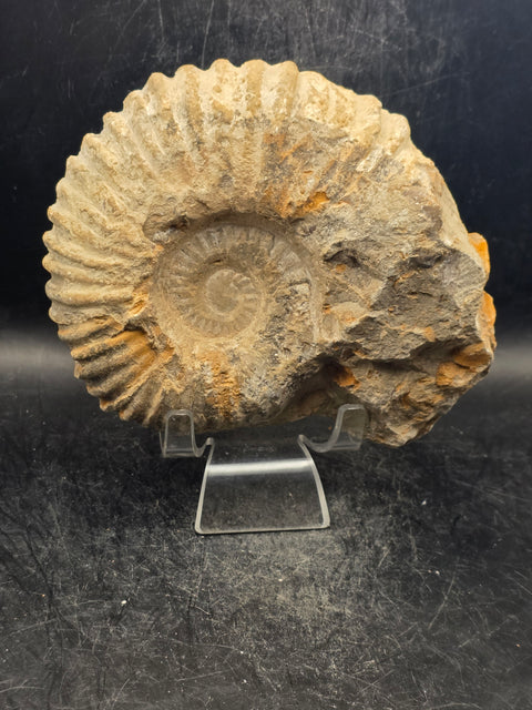 Large nautilis ammonite fossil! 2.8 pounds, 5.2 inches wide, 4.8" tall