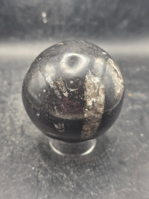 Orthoceras nautiloids sphere! 12 ounces 62.4mm, 2.4 inches wide