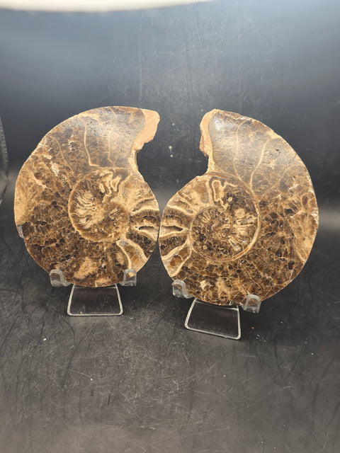 Ammonite pair/ slices! 9.2 ounces, 3.9" by 3" inches