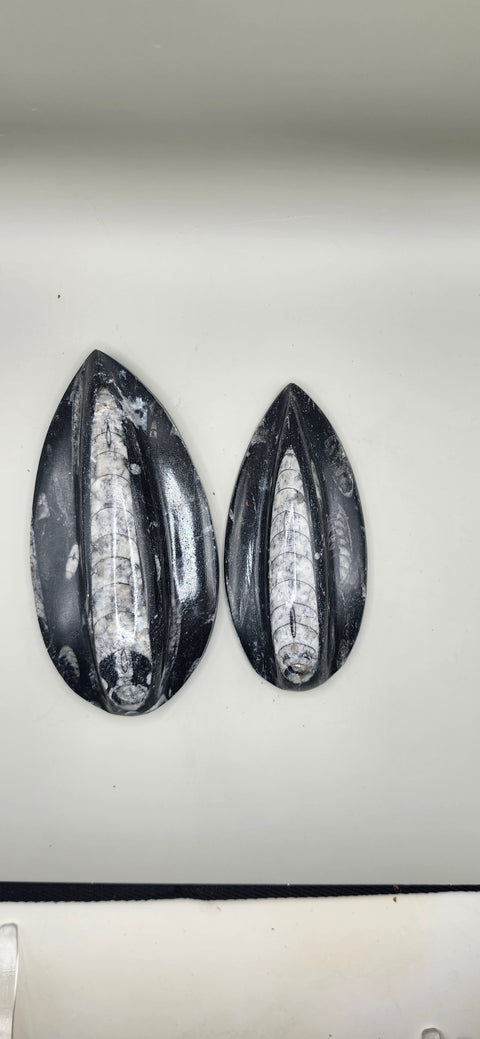 Single orthoceras nautiloids large! 6 ounces 5 inches