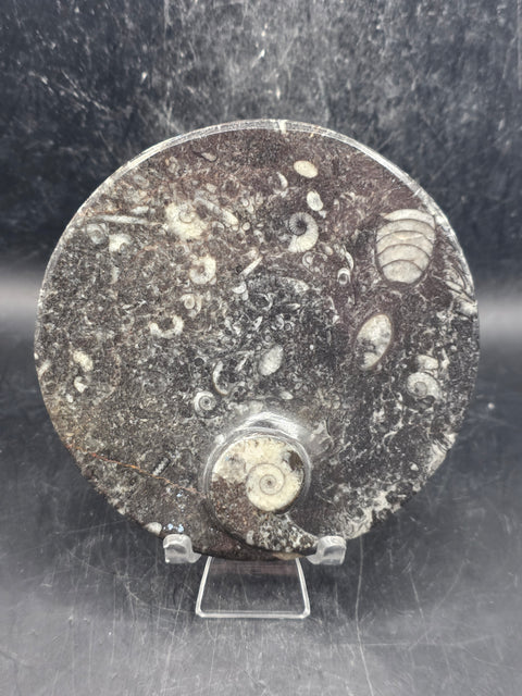 Round orthoceras ammonite fossil dish! 4.2 inches wide, 7 ounces