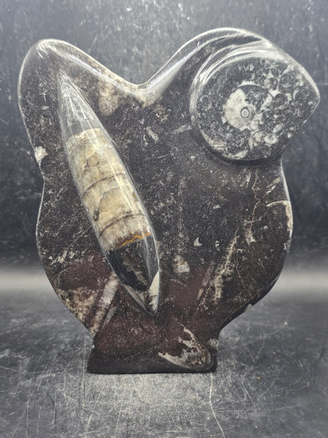 Orthoceras ammonite statue! 1.5 pounds, 6.2 inches tall, 5.2" wide