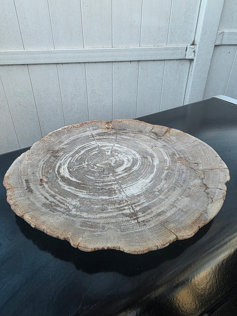 Large petrified wood plate! 11 inches by 10.5 inches, 3.7 pounds!