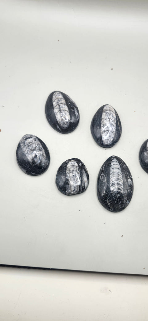Small orthoceras nautiloids cabochon 1.5 to 3 inches