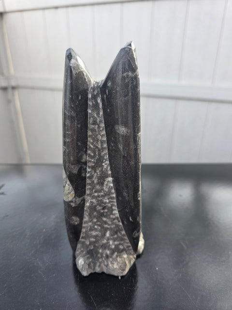 Orthoceras limestone statue! 1.14 pounds, 7 inches tall, 2.6" wide