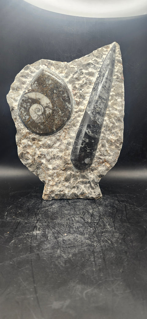 Orthoceras, ammonite statue! 1.14 pounds, 6.7 inches tall, 5" wide