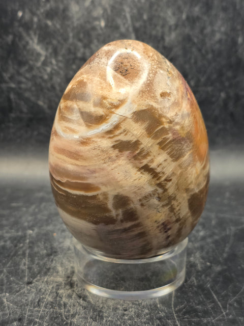 Petrified wood egg! 14.8 ounces, 3.2 inches tall, 2.3 inches wide