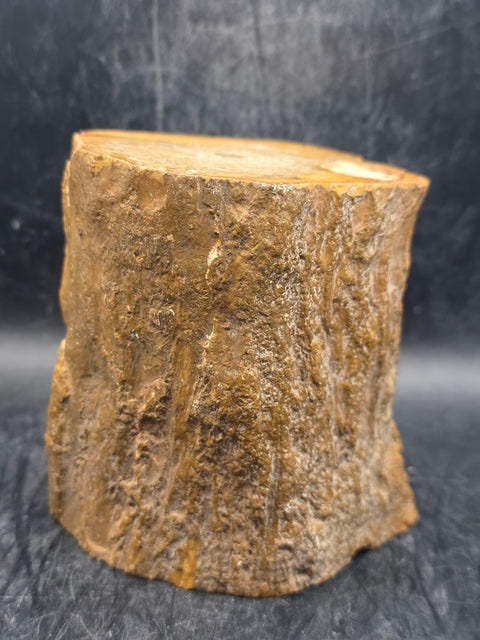 Petrified wood trunk! 1.15 pounds, 3.5 inches tall, 3.3 inches wide