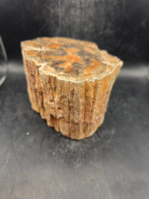 Petrified wood trunk! 2.14 pounds, 4.7 inches wide, 2.7" tall