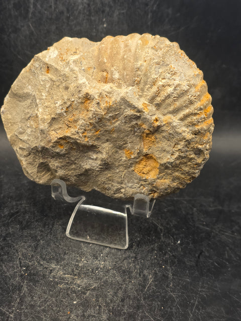 Medium nautilis ammonite fossil! 13 ounces, 3.7 inches wide, 3.2" tall