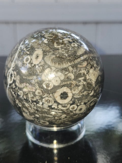 Crinoid fossil sphere! 68mm, 2.69 inches, 1 pound