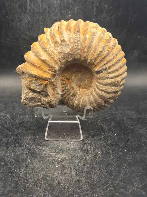 Small nautilis ammonite fossil! 10 ounces, 3 inches wide, 2.6" tall!