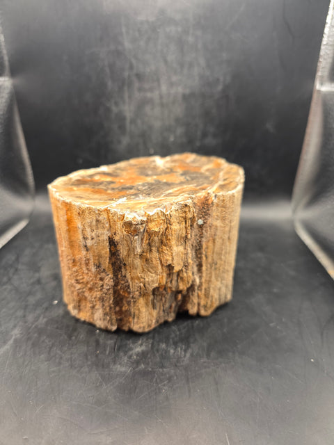Petrified wood trunk! 2.14 pounds, 4.7 inches wide, 2.7" tall