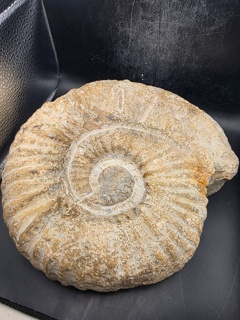 XL Nautilus ammonite!! 6.10 pounds, 9 inches by 8 inches