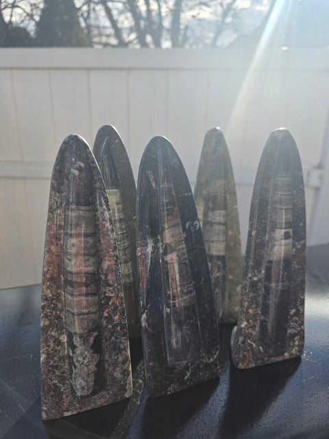 Single orthoceras nautiloids statue! 14 ounces, 8 inches tall