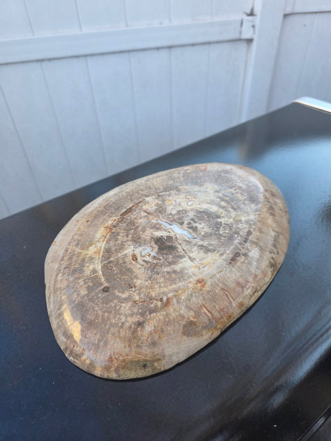 Large petrified wood plate! 11 inches long, 8 inches wide, 2.12 pounds!