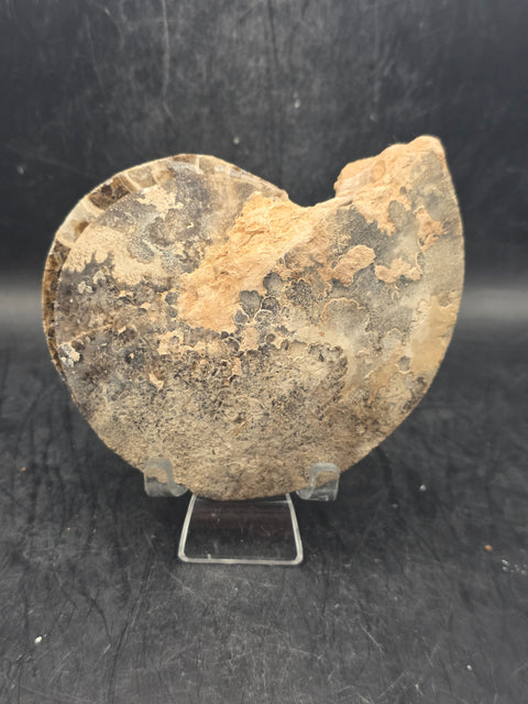 Ammonite pair/ slices! 9.2 ounces, 3.9" by 3" inches