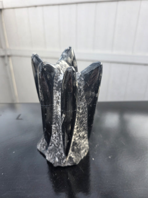 Orthoceras limestone statue! 3.11 pounds, 6 inches tall, 3.6" tall