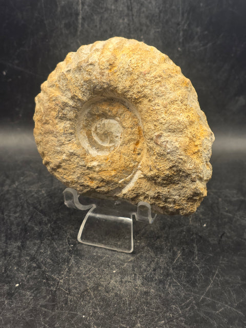 Medium nautilis ammonite fossil! 1 pound, 3.8 inches wide, 3.2" tall