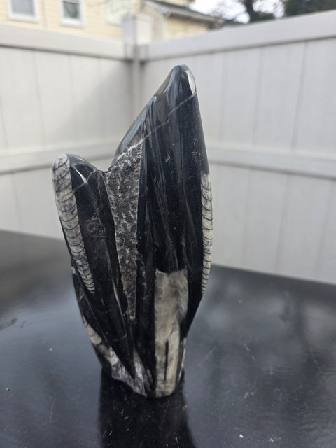 Orthoceras limestone statue! 2.4 pounds, 7.5 inches tall, 3.4" wide