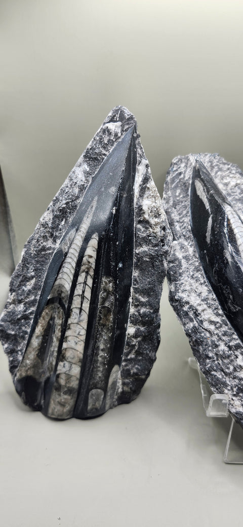 Double orthoceras nautiloids large! 1.1 pounds 6 inches
