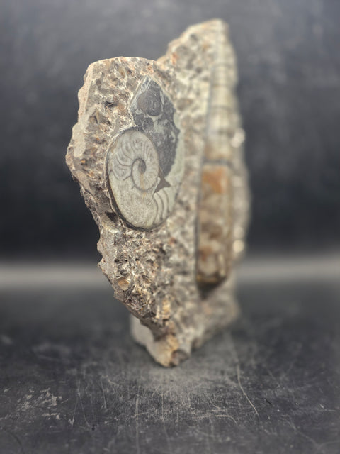 Orthoceras ammonite limestone statue! 1.13 pounds, 6.7 inches tall