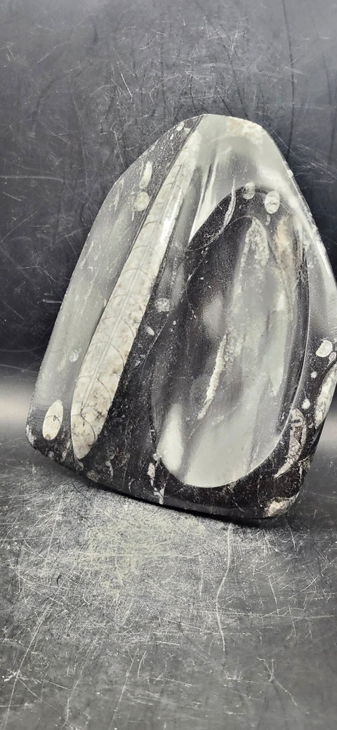 Single orthoceras bowl! 14 ounces, 6 inches tall, 5 wide