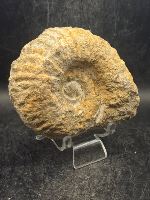 Medium nautilis ammonite fossil! 1 pound, 3.8 inches wide, 3.2" tall