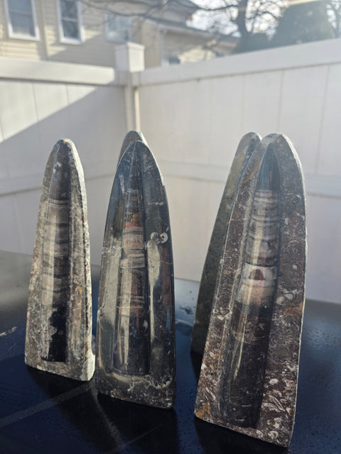 Single orthoceras nautiloids statue! 14 ounces, 8 inches tall