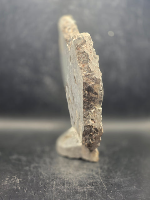 Orthoceras ammonite limestone statue! 1.13 pounds, 6.7 inches tall