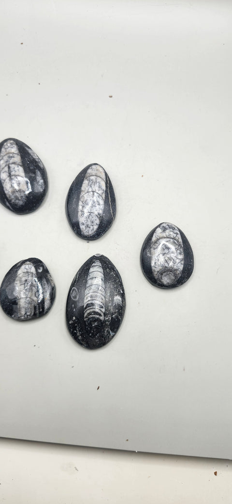 Small orthoceras nautiloids cabochon 1.5 to 3 inches
