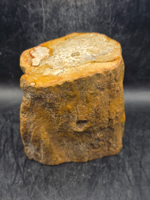 Petrified wood trunk! 1.15 pounds, 3.5 inches tall, 3.3 inches wide