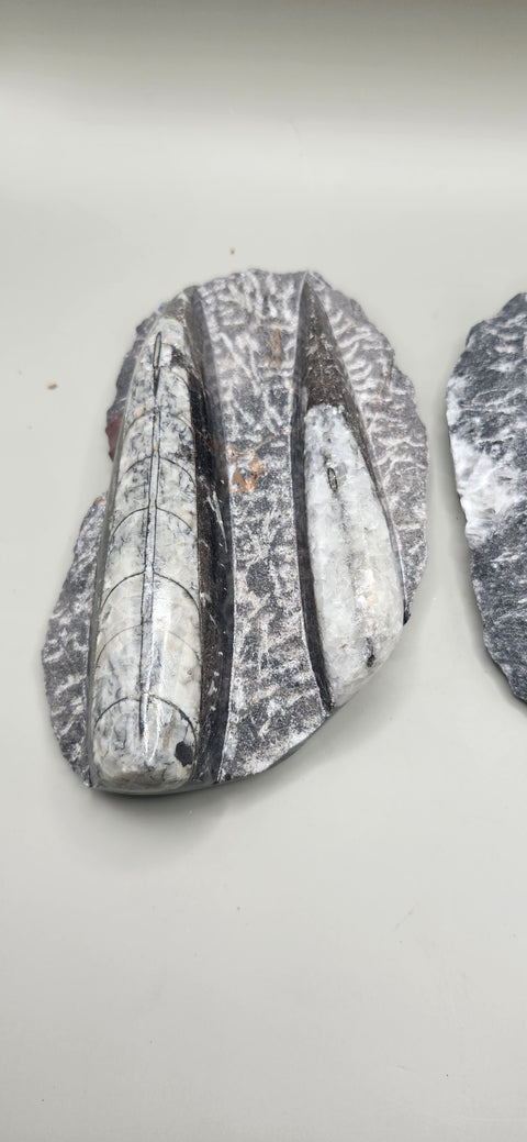 Double Orthoceras nautiloids small! 7 ounces 4 inches